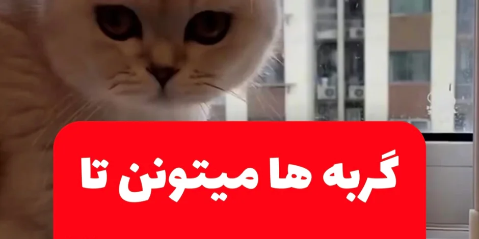 افزایش طول عمر گربه ها تا ۳۰ سال فقط با یک تزریق!!